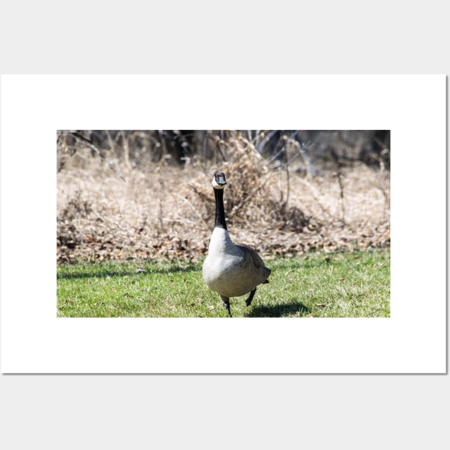 Canada Geese Wall Art by CanadianWild418